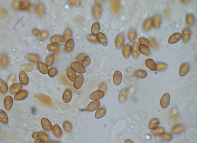 Galerina spec.  Cod.: 1915-07